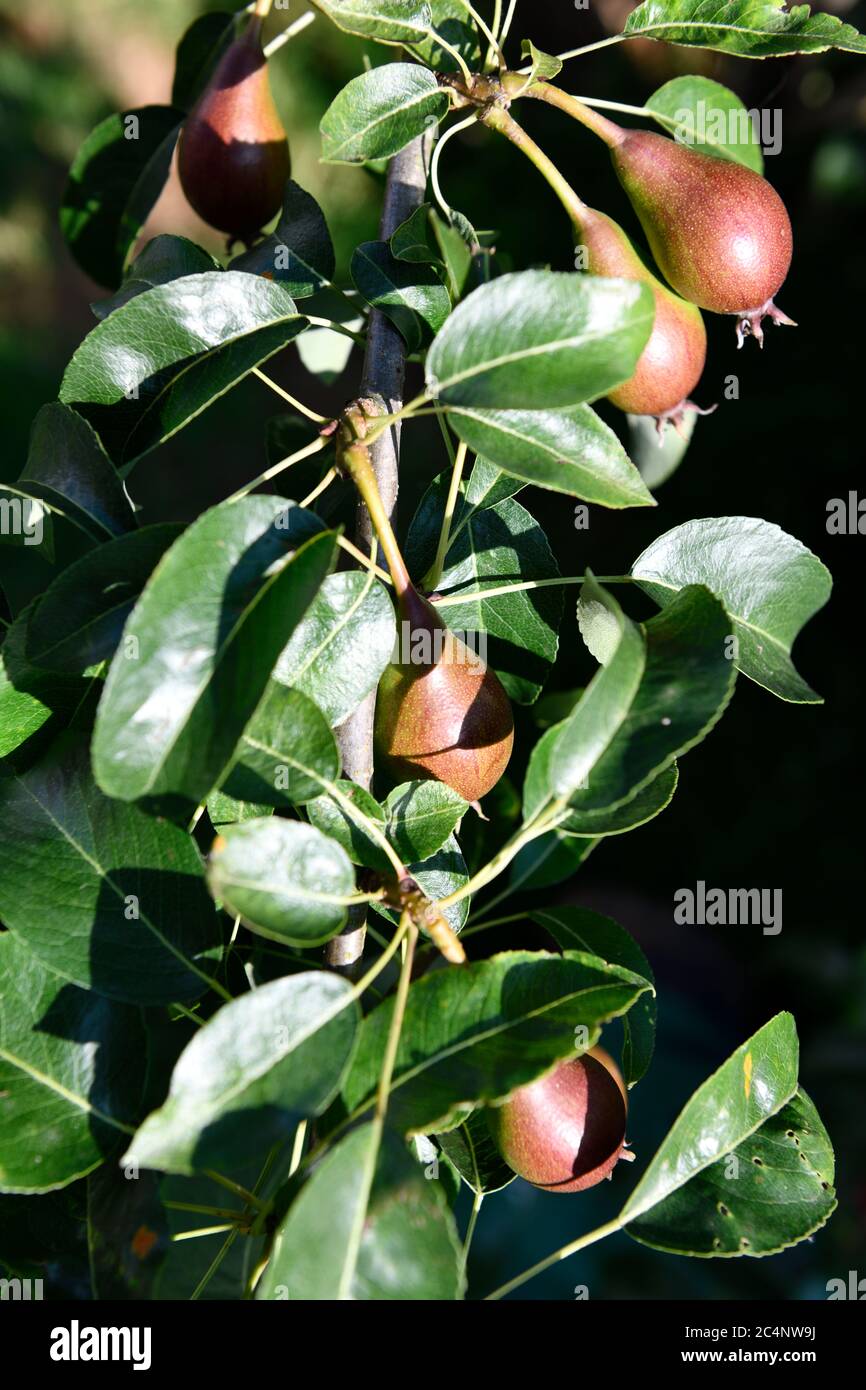 Peartree hi-res stock photography and images - Alamy