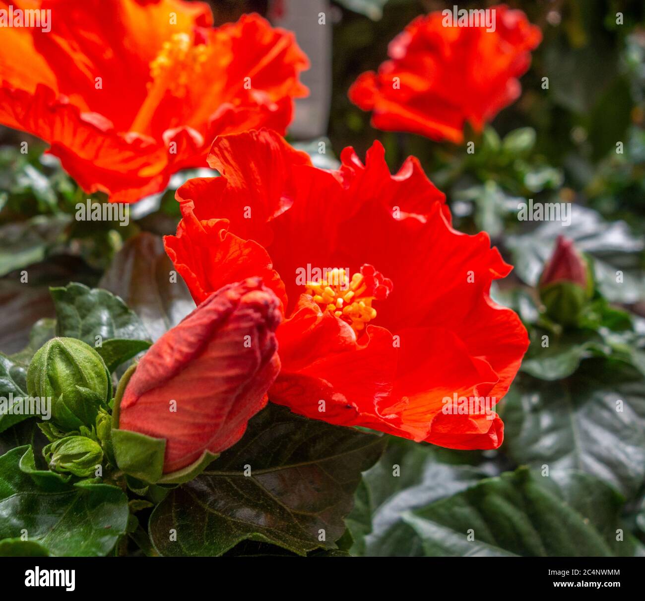 Full of vibrant hi-res stock photography and images - Alamy