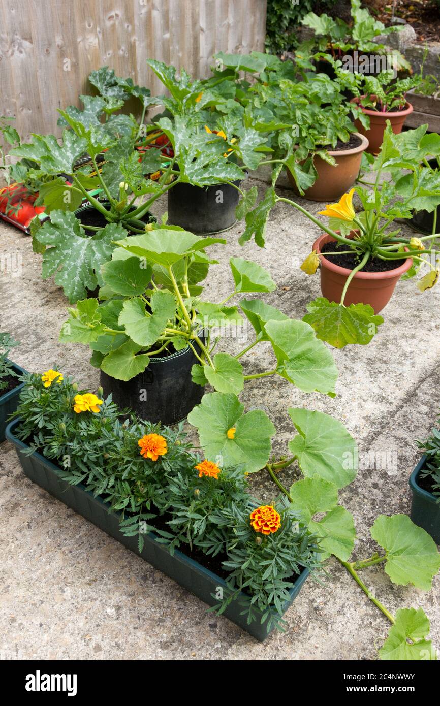 Organic Vegetable Gardening in pots and containers Stock Photo