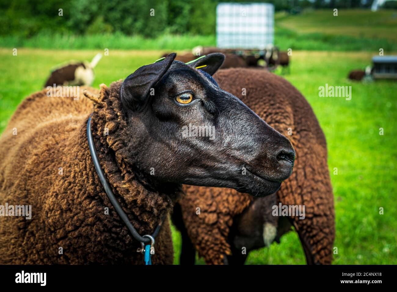 Portrait of a handsome inquisitive brown sheep in a field. Photograph: Iris de Reus Stock Photo