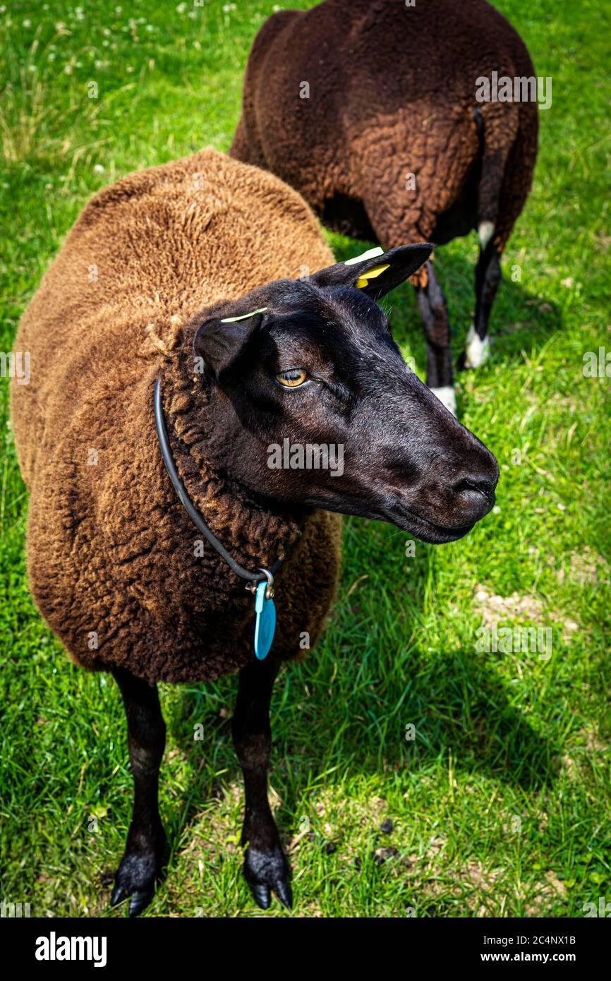Portrait of a handsome inquisitive brown sheep from above. Photograph: Iris de Reus Stock Photo