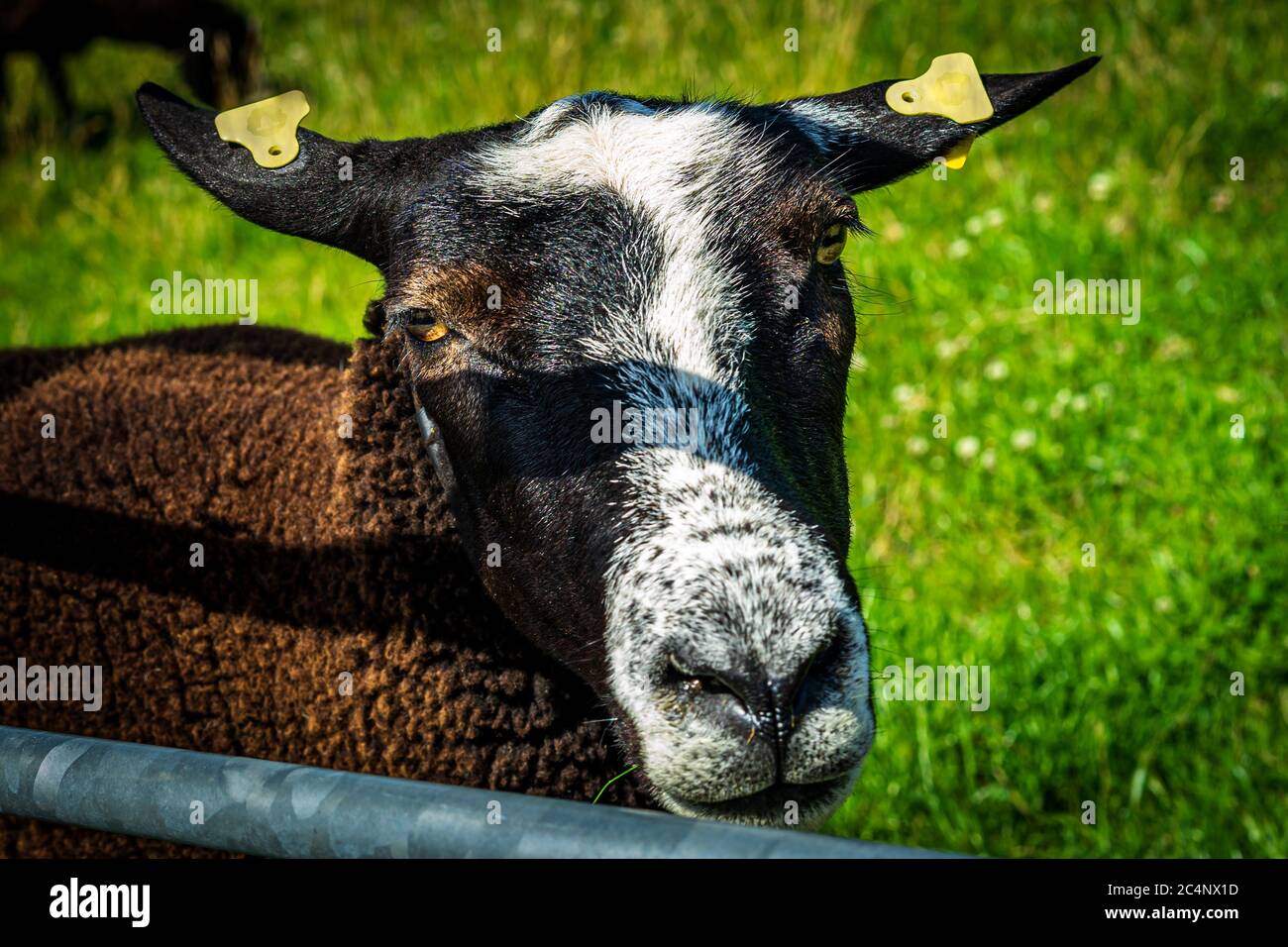 Portrait of handsome inquisitive brown sheep by a fence. Photograph: Iris de Reus Stock Photo