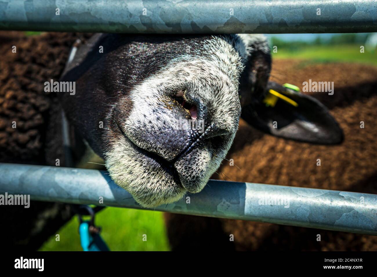 Portrait of a nosy handsome inquisitive brown sheep by a fence. Photograph: Iris de Reus Stock Photo
