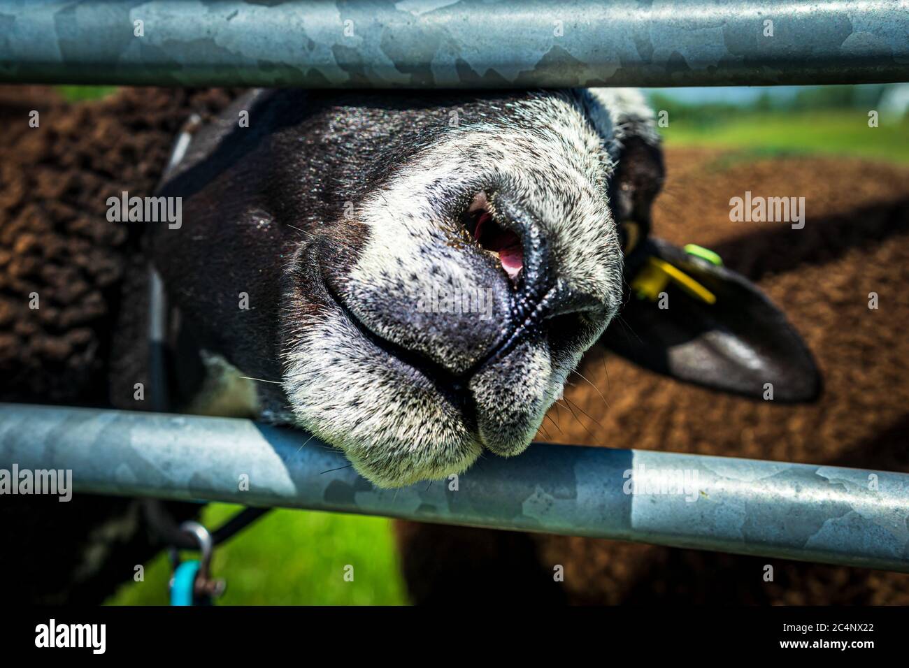 Portrait of a laughing nosy handsome inquisitive brown sheep by a fence. Photograph: Iris de Reus Stock Photo