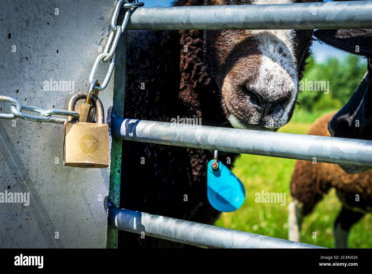 Locked up portrait of a handsome inquisitive brown sheep by the fence. Photograph: Iris de Reus Stock Photo