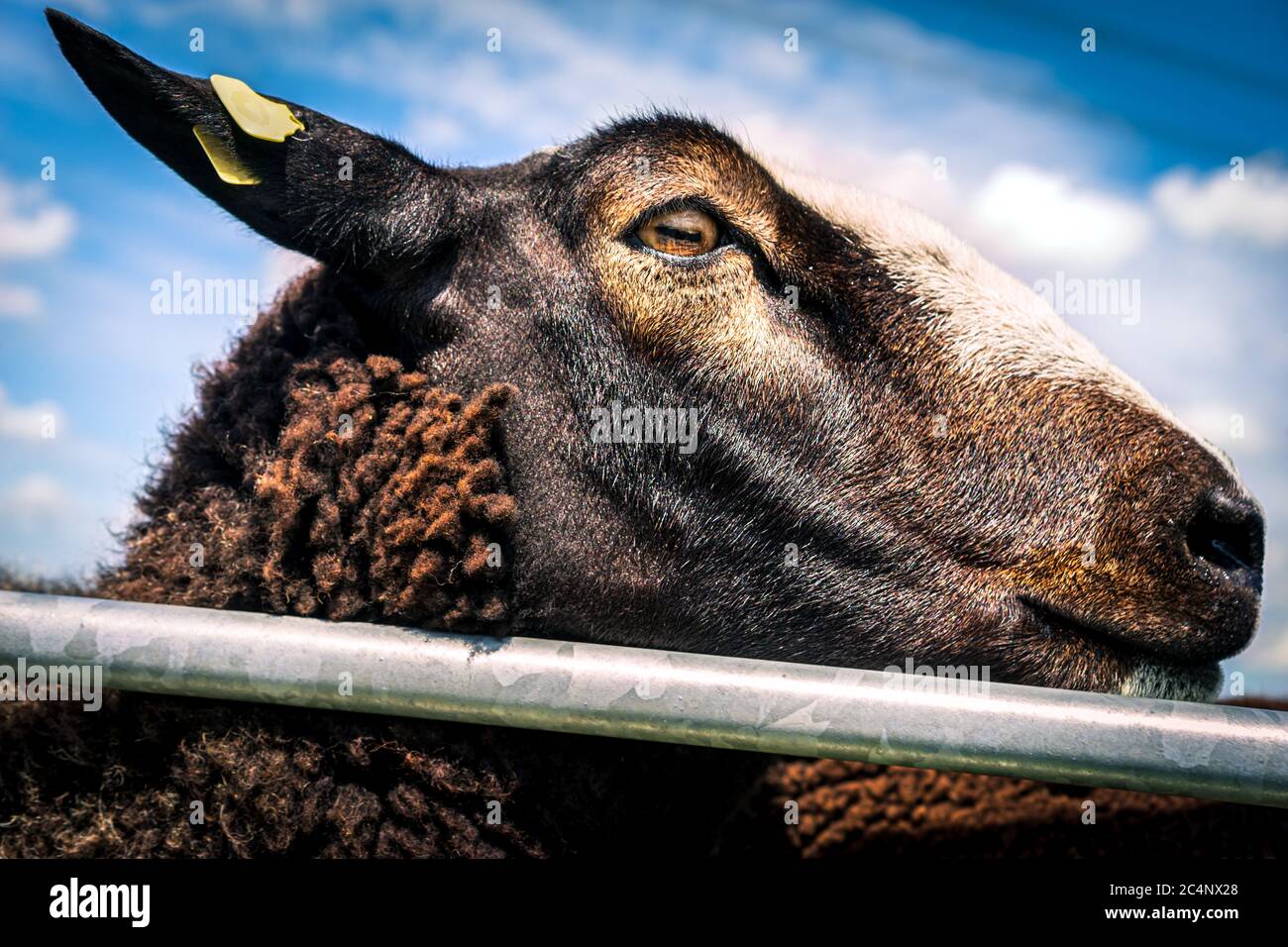 Profile portrait of a handsome inquisitive brown sheep by the fence. Photograph: Iris de Reus Stock Photo