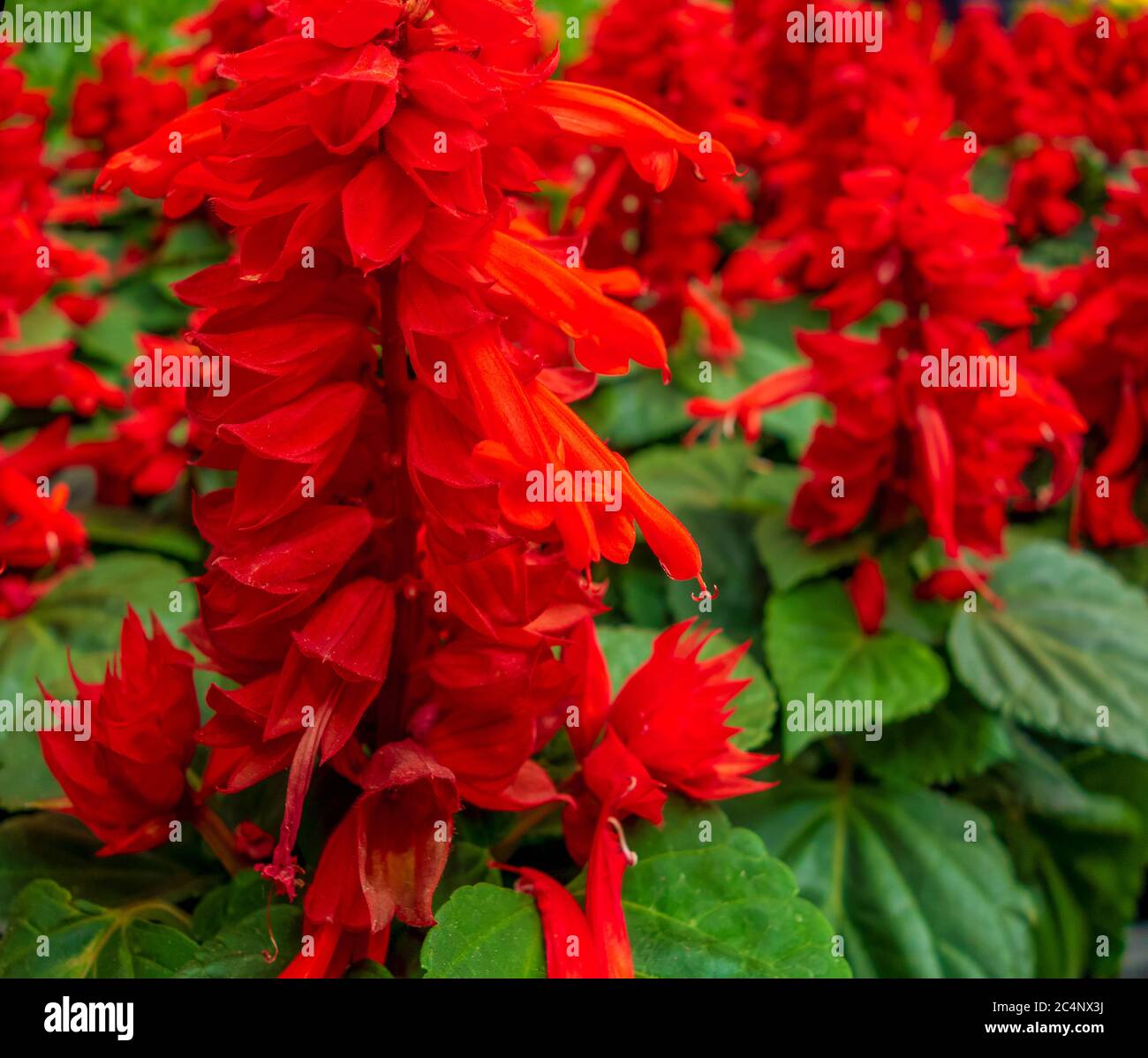 Full of vibrant hi-res stock photography and images - Alamy