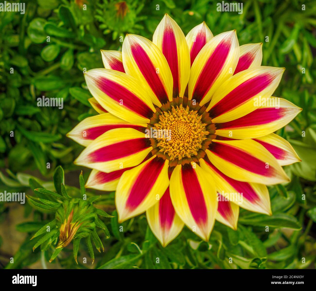 Bicolor flower hi-res stock photography and images - Alamy