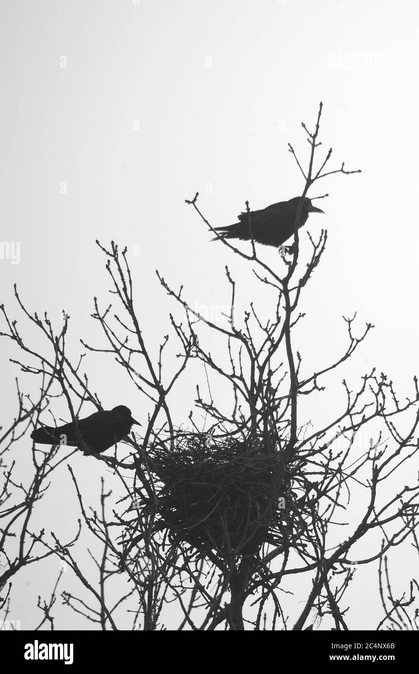 Crows with Nest (Corvus) Stock Photo