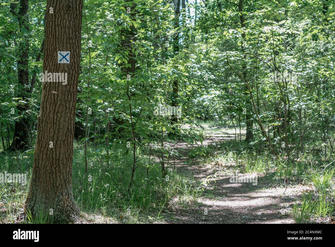 Hiking path surrounding the Krummersee lake in Bestensee, Brandeburg marked with a blue X on white ground Stock Photo