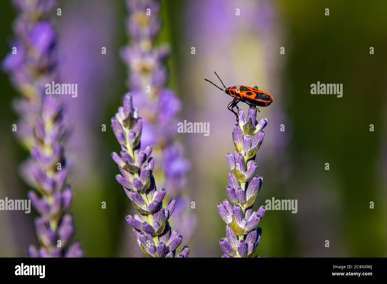 Firebug (Pyrrhocoris apterus) on Lavender (Lavandula) in the garden Stock Photo