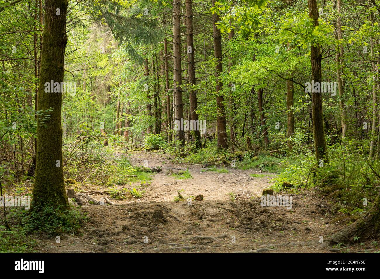 Clanger Woods ancient woodland a designated Site of Special Scientific Interest (SSSI), near Westbury, Wiltshire, England, UK Stock Photo