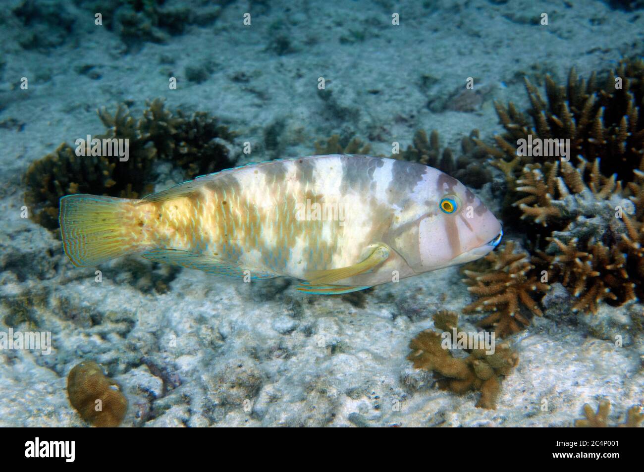 Graphic tuskfish, Choerodon graphicus, Heron Island, Great Barrier Reef, Australia Stock Photo