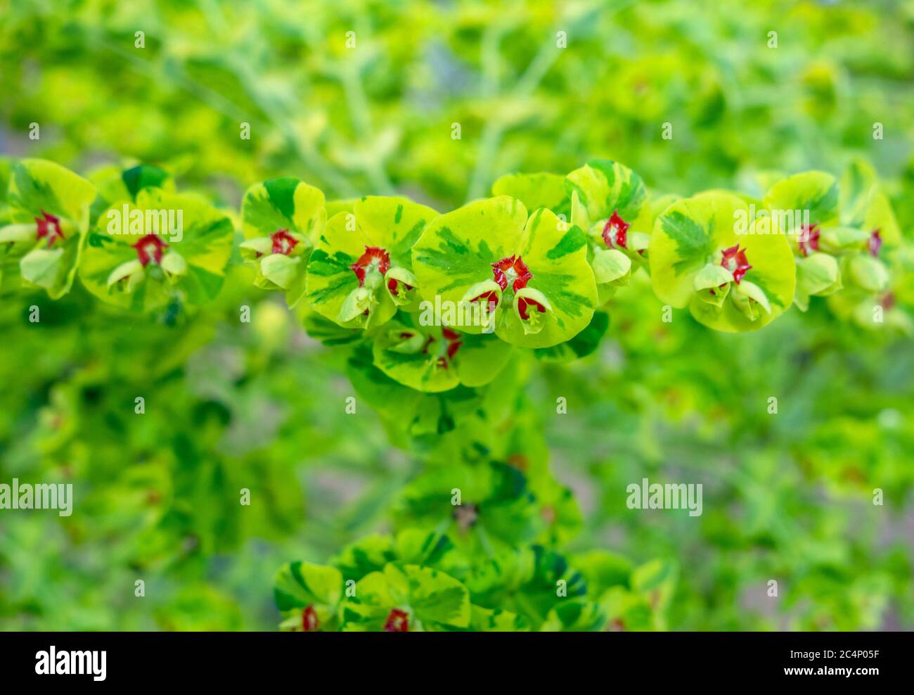 Santandria Bicolour Green