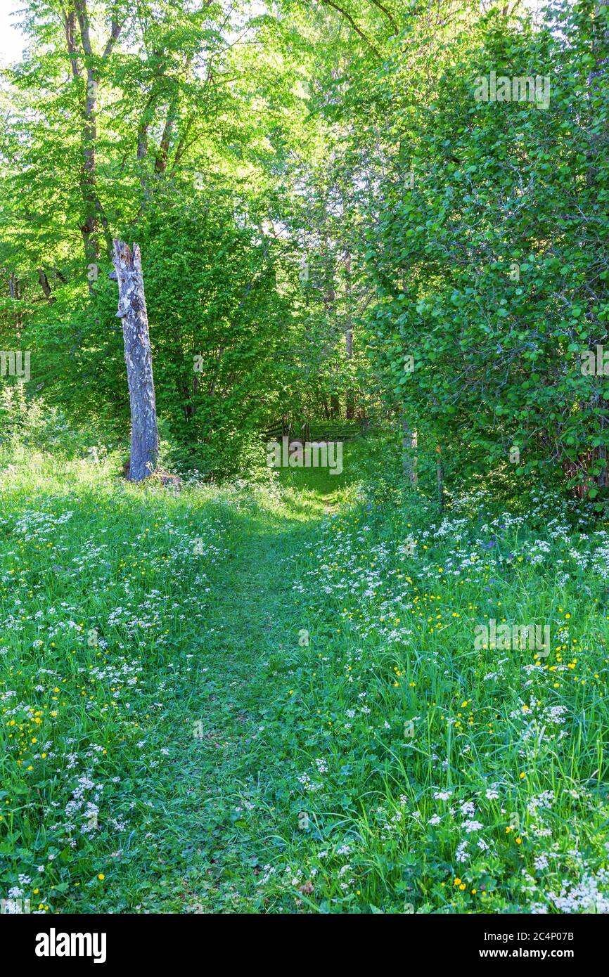 Hiking trail through flowering hi-res stock photography and images - Alamy