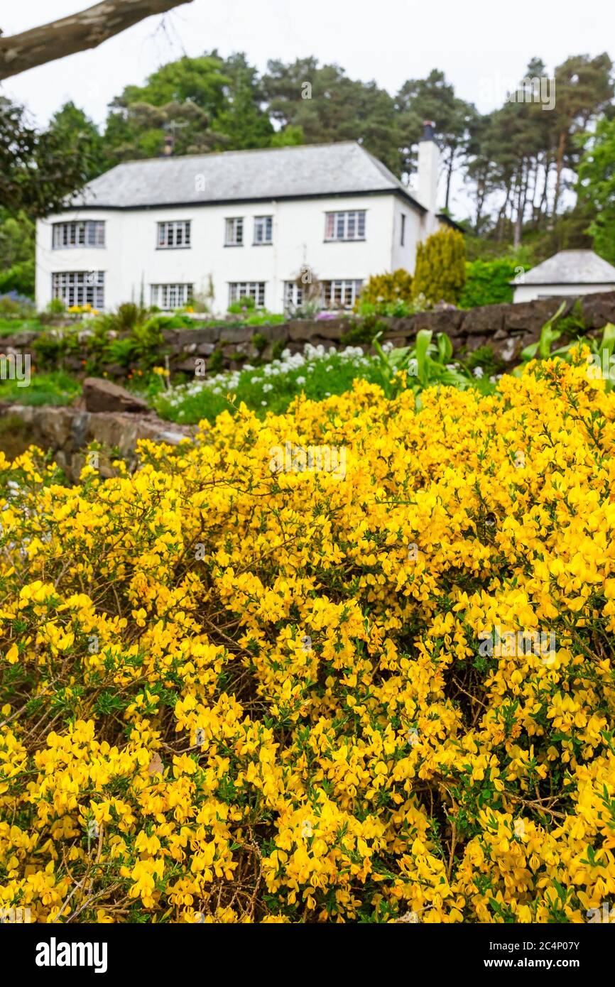 Yellow flowers in a garden with a house Stock Photo