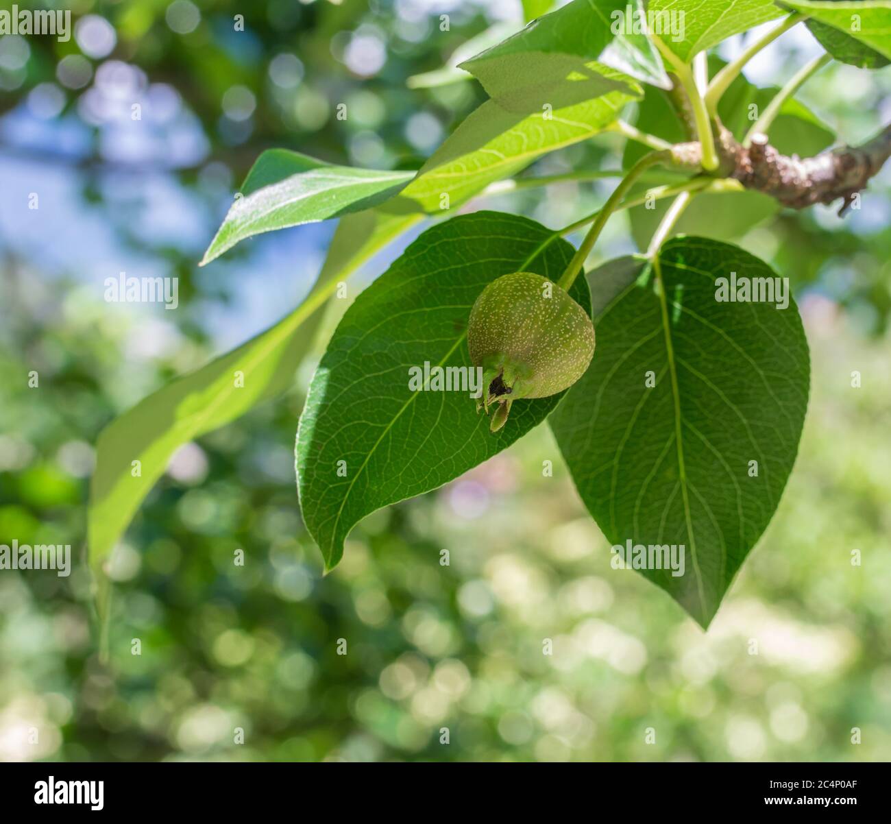 Ornamental Pear Pyrus ussuriensis - Manchurian Pear. unripe fruit Stock Photo