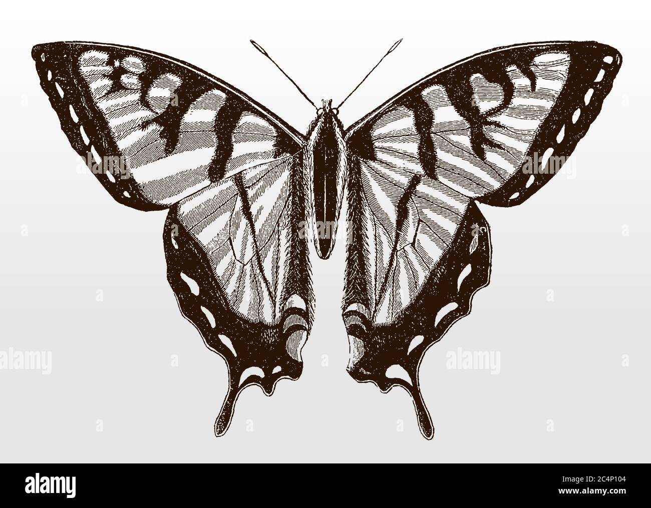 Eastern tiger swallowtail, papilio glaucus, in top view from eastern North America after an antique illustration from the 19th century Stock Vector