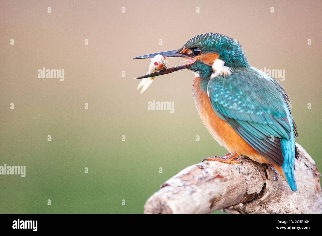 Common Kingfisher (Alcedo atthis) sitting on a stick with prey in beak. Clope up. Stock Photo
