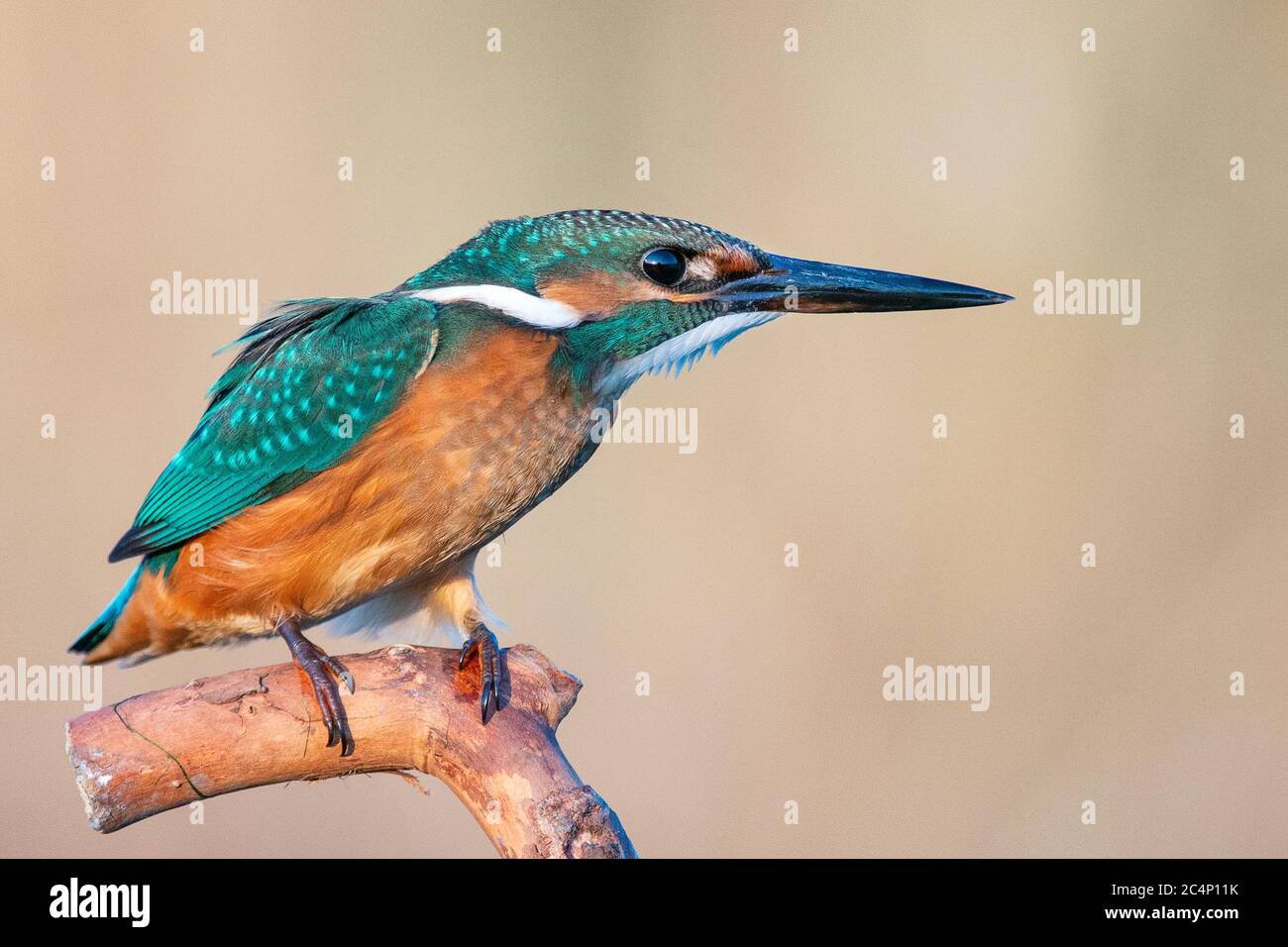 Common Kingfisher (Alcedo atthis) sitting on a stick. Close up. Stock Photo