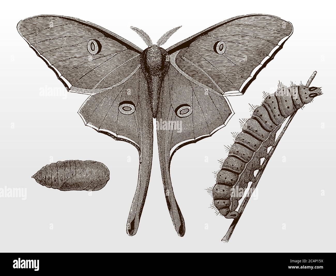 Imago Caterpillar And Chrysalis Of The Luna Moth Actias From North America After An Antique Illustration From The 19th Century Stock Vector Image Art Alamy Imago Caterpillar And Chrysalis Of The Luna Moth Actias From North America After An Antique Illustration From The 19th Century Stock Vector Image Art Alamy