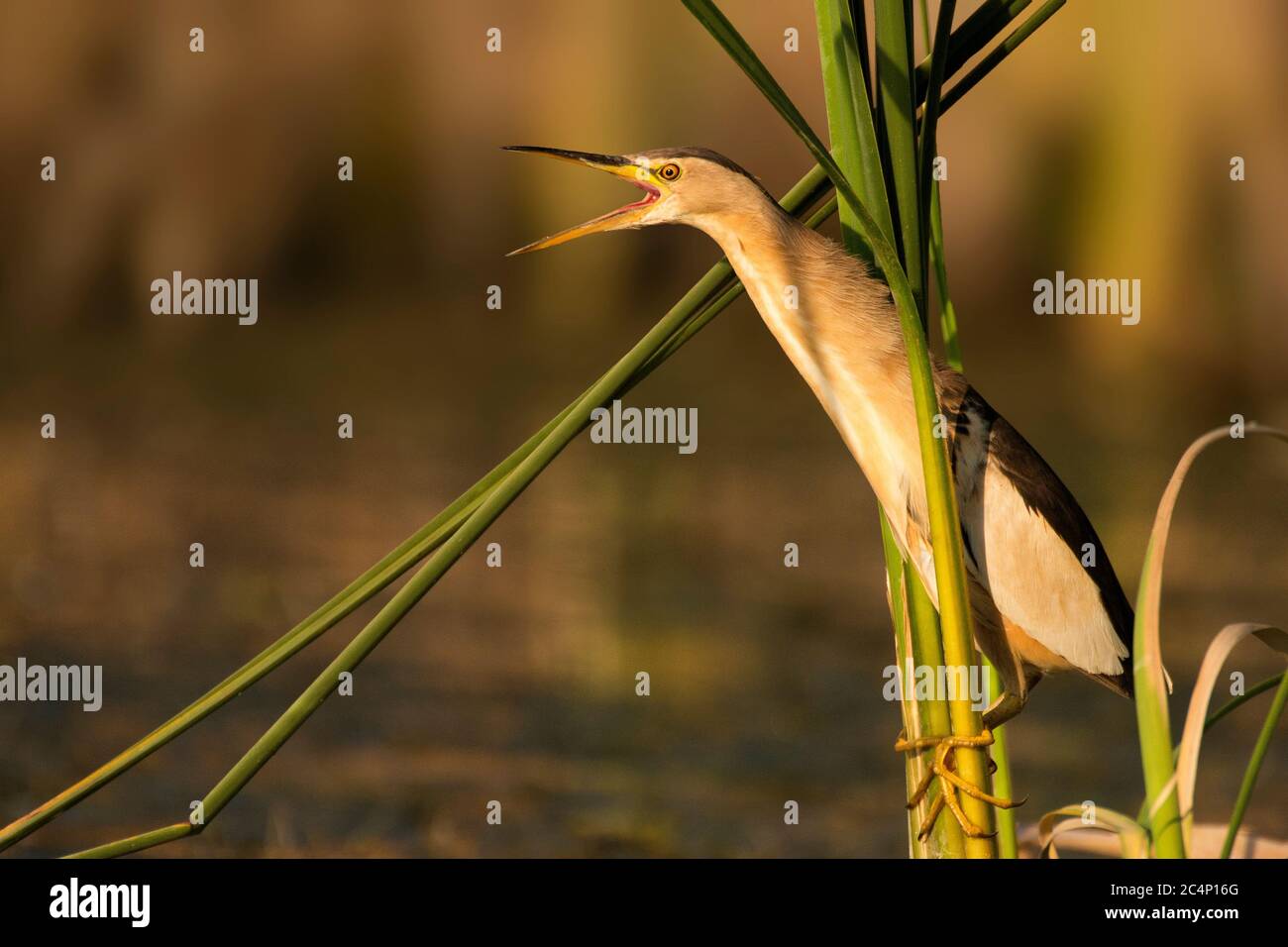 Little bittern hanging holding on to reeds with open beak. Stock Photo