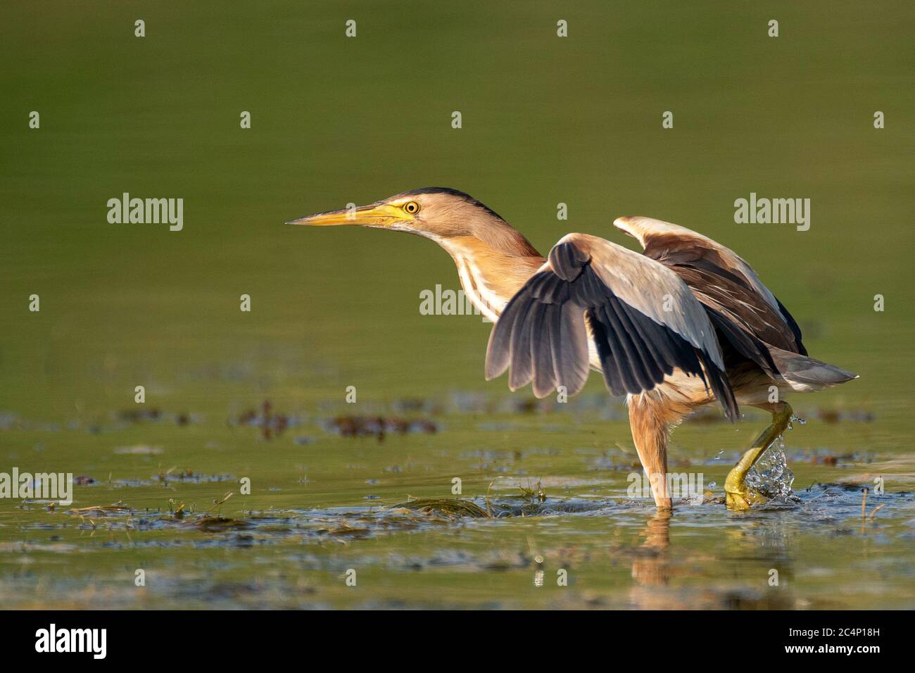 Little bittern Ixobrychus minutus, stands in the waterwith its wings open. Stock Photo