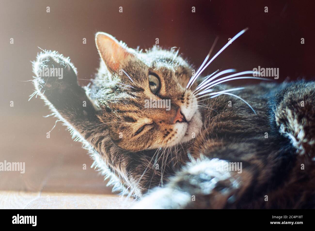 Cute cat lying on the floor on a beautiful light Stock Photo - Alamy
