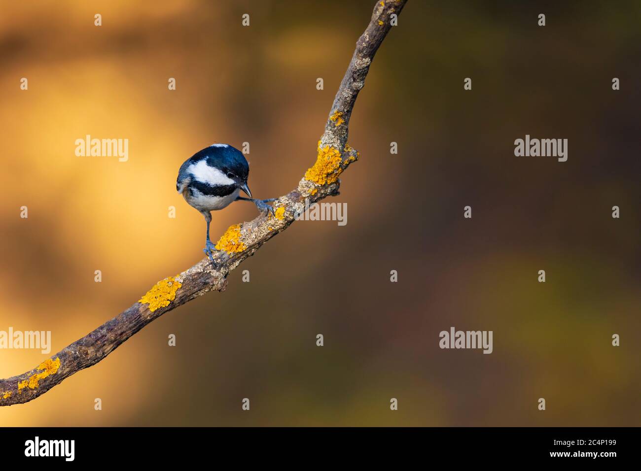 Cute little bird. Nature background. Park, garden forest bird: Coal tit. Stock Photo