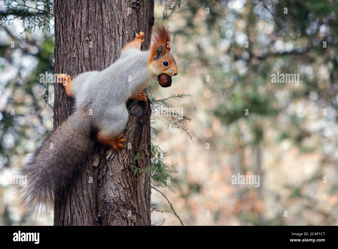 Red squirrel hanging on tree with walnut in mouth. Stock Photo