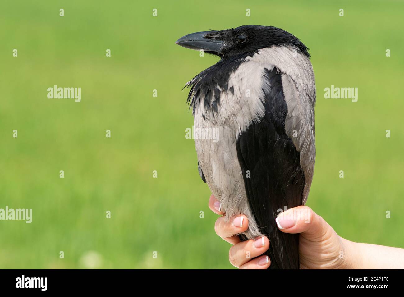 Hooded crow, Corvus cornix. Bird in the hands of man. Stock Photo