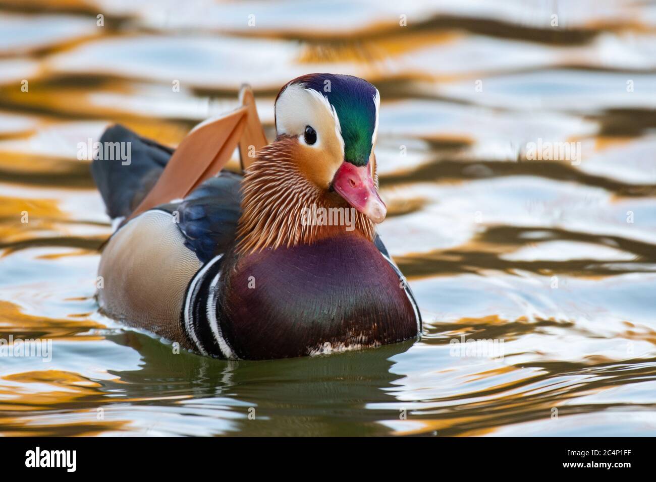 Closeup of male mandarin duck swimming, Aix galericulata Stock Photo ...