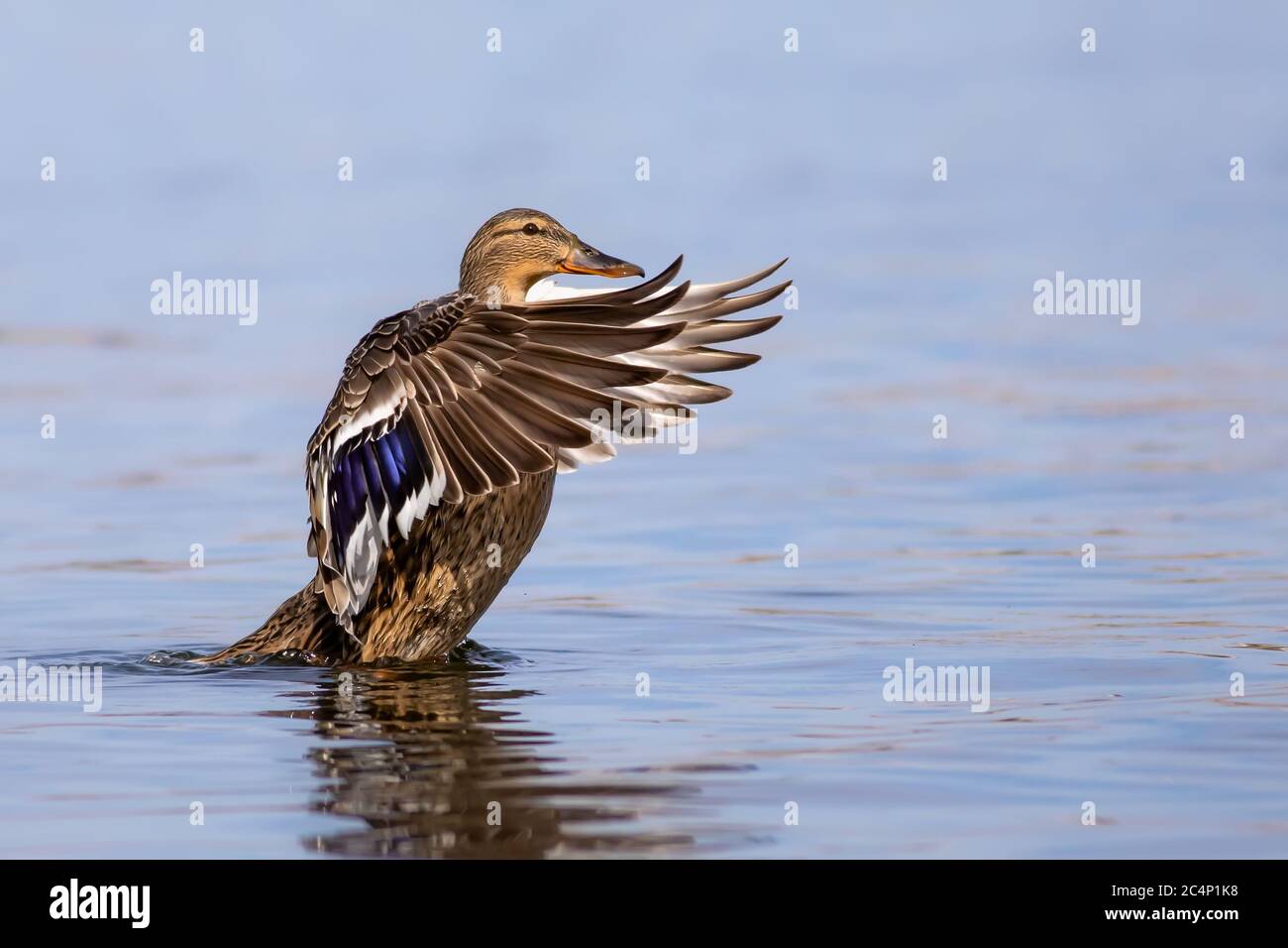 Swimming duck Mallard. Colorful nature habitat background. Bird: Mallard. Anas platyrhynchos. Stock Photo