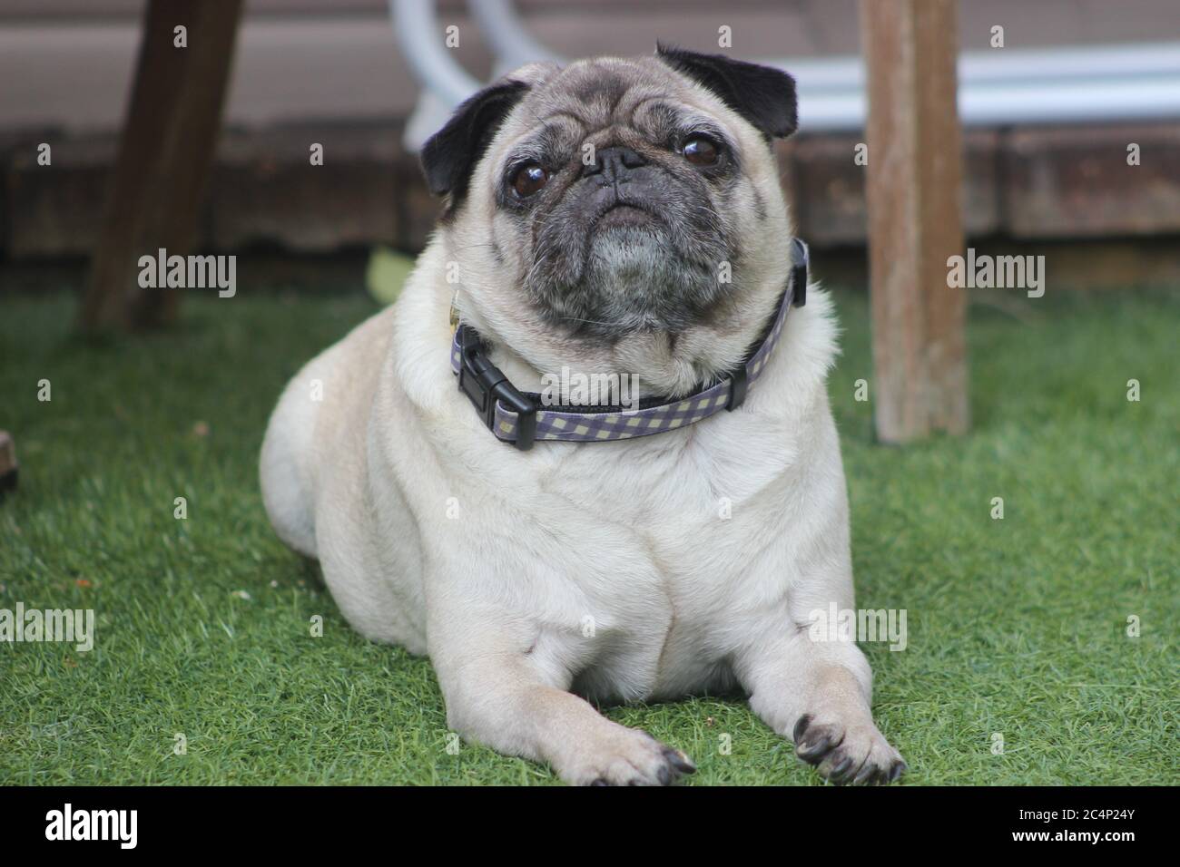 Fawn store female pug