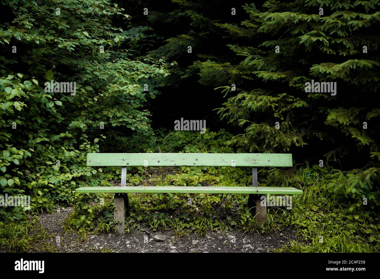 Empty bench in the forest Stock Photo