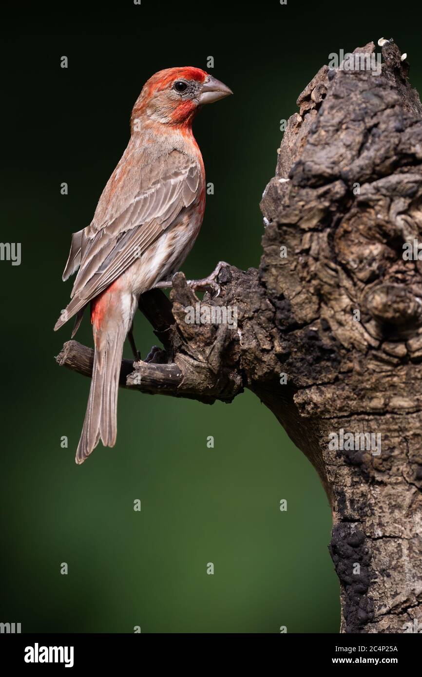 Male house finch perched on a tree stump Stock Photo