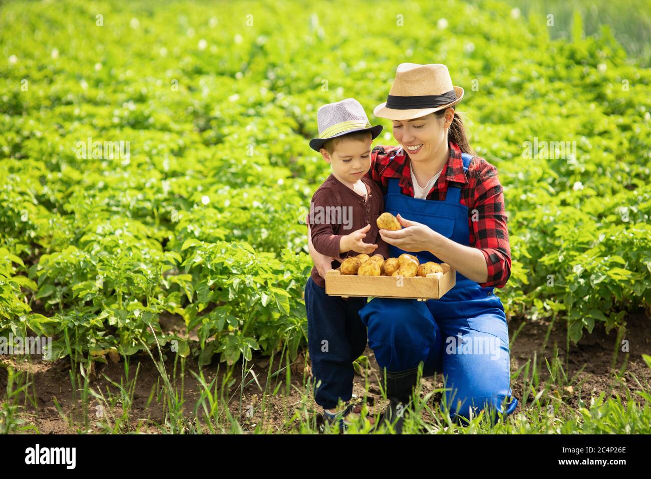 woman gardener with son harvesting potatoes Stock Photo