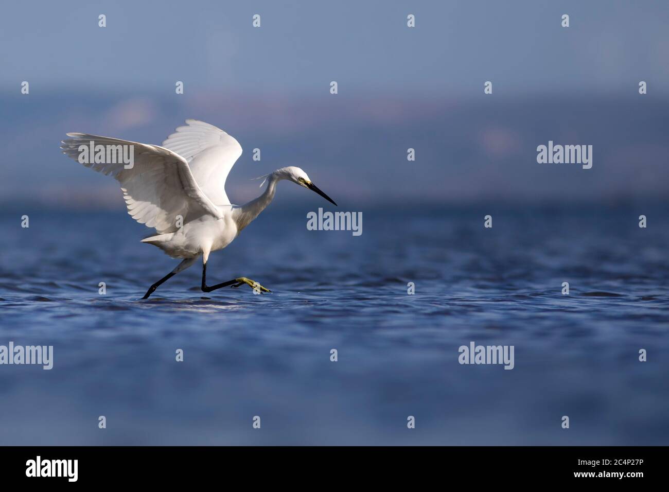 White Heron. Little egret. Blue water nature background. Bird: Little Egret. Egretta garzetta. Stock Photo