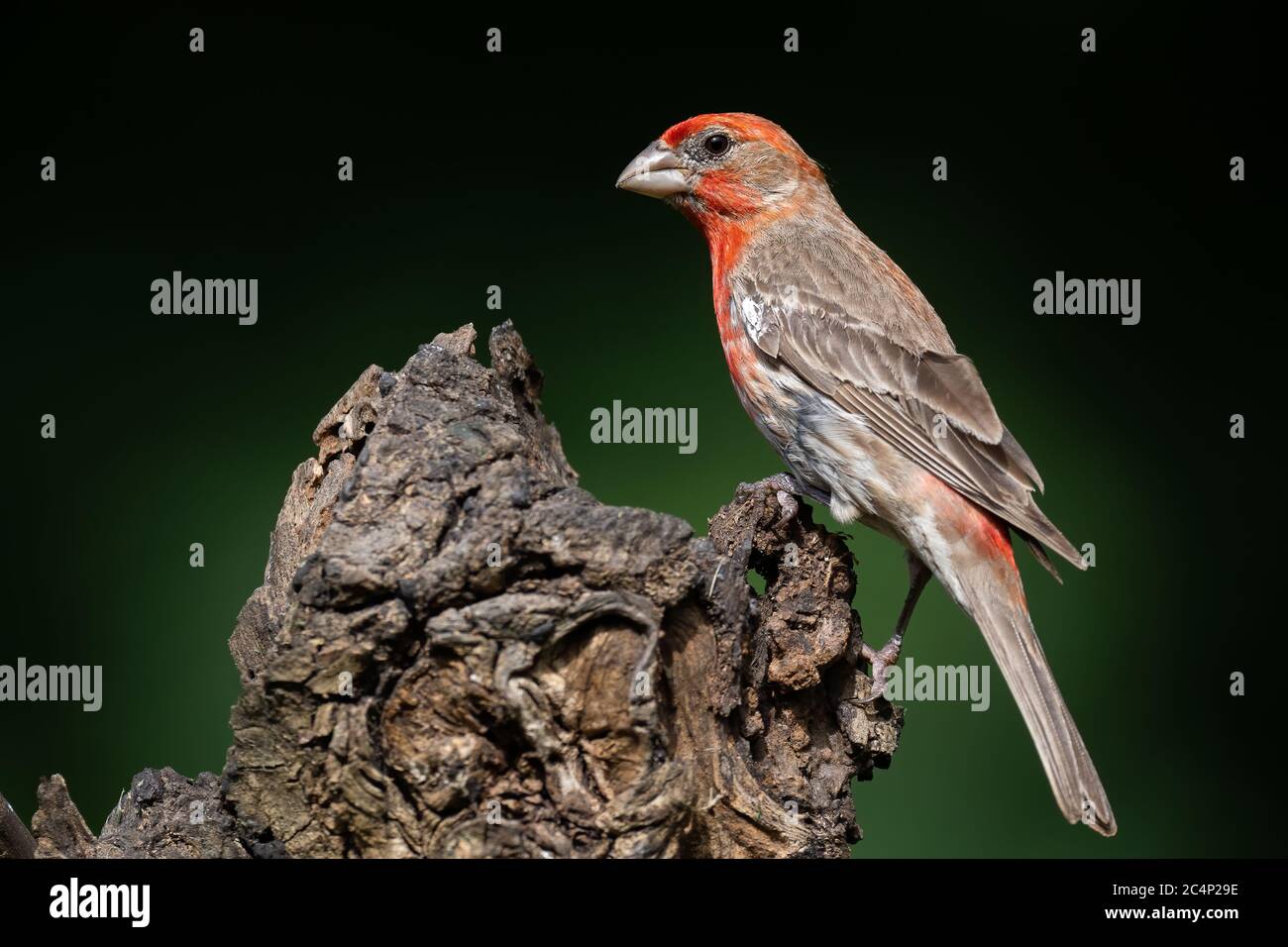 House finch perched on a log Stock Photo