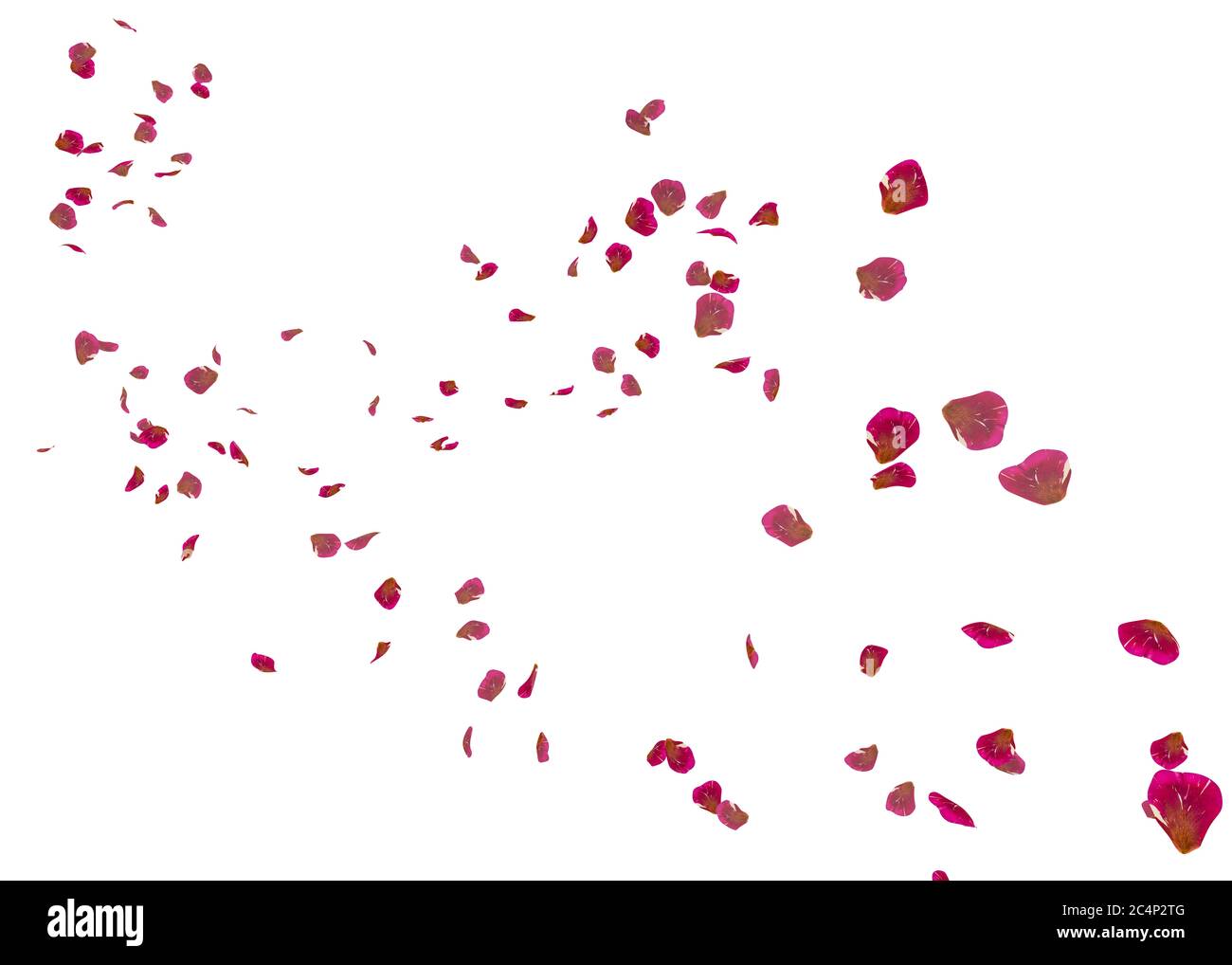 Red ribbed rose petals swirl in the air. White isolated background ...