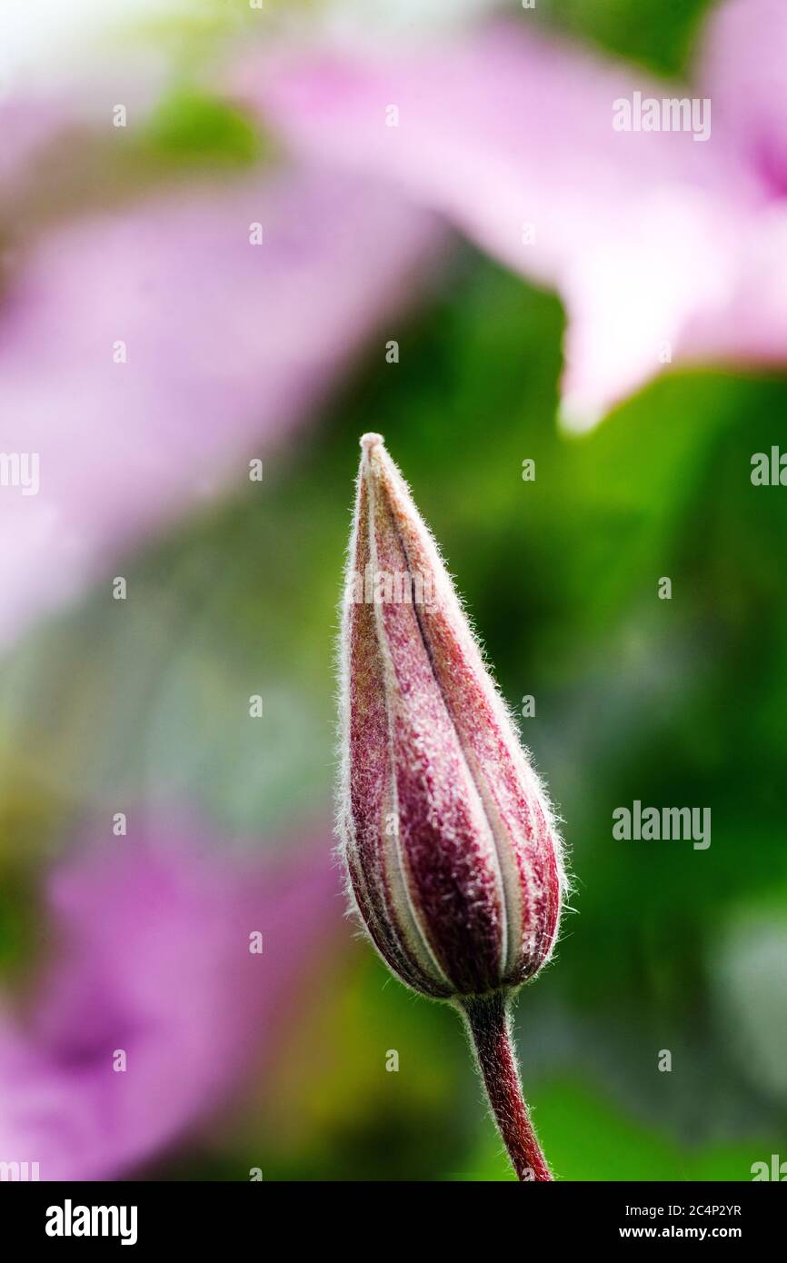 Clematis buds hires stock photography and images Alamy