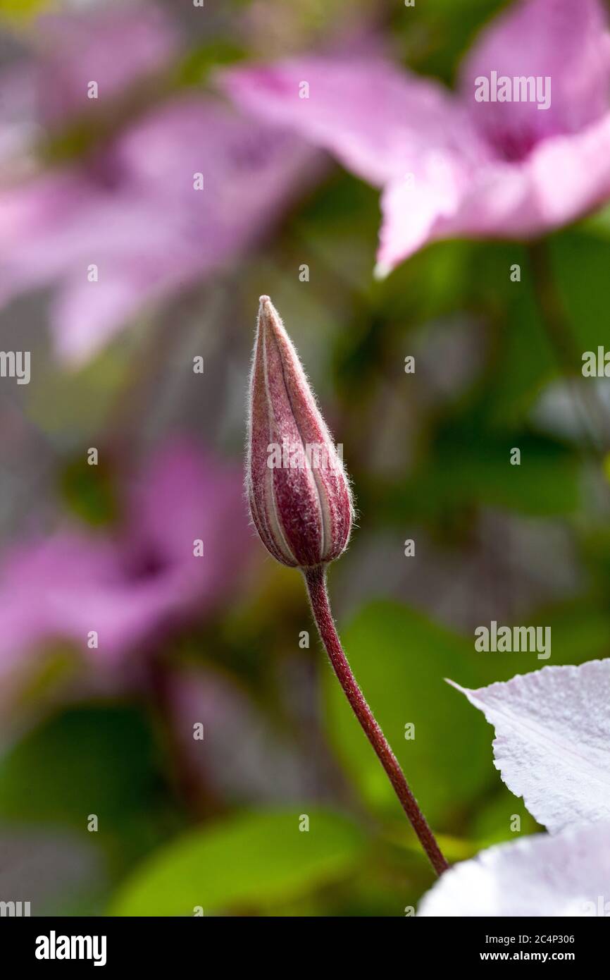 Clematis bud hires stock photography and images Alamy