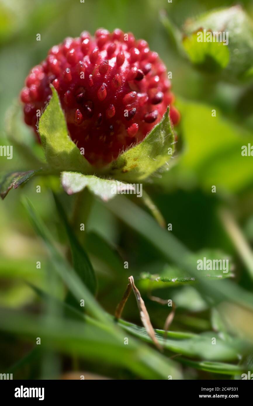 Fragaria vesca or wild strawberry with green leafs, Photo with a very ...