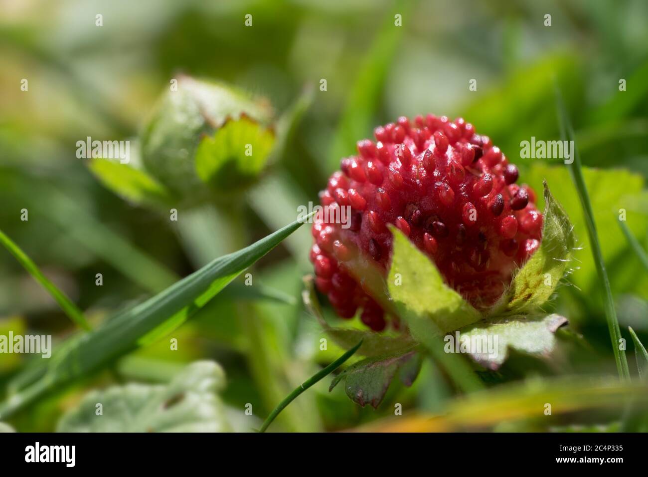 Fragaria vesca or wild strawberry with green leafs. Horizontal photo with a very narrow depth of field Stock Photo