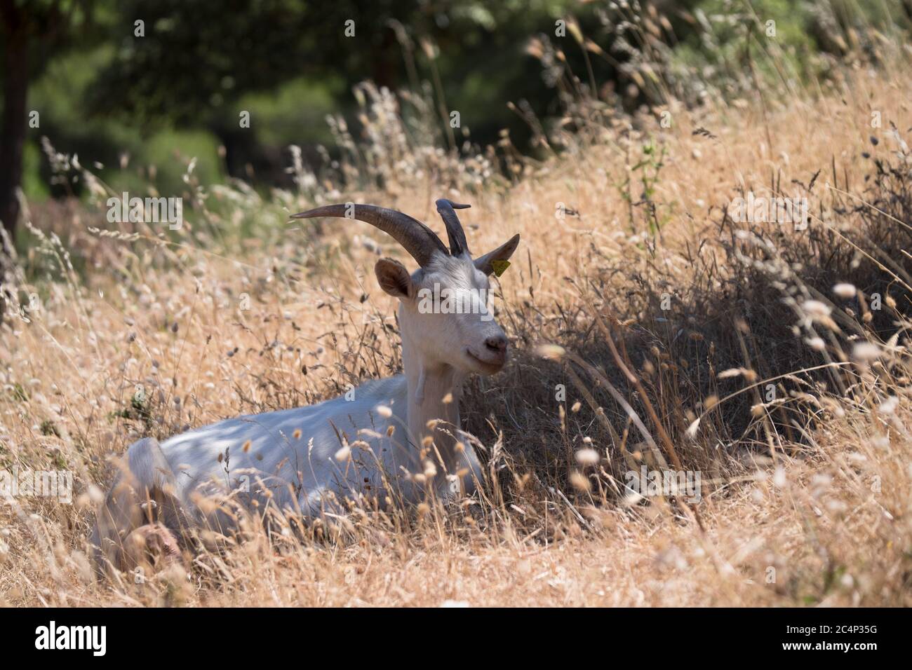 Goat looking camera ruminating hi-res stock photography and images - Alamy