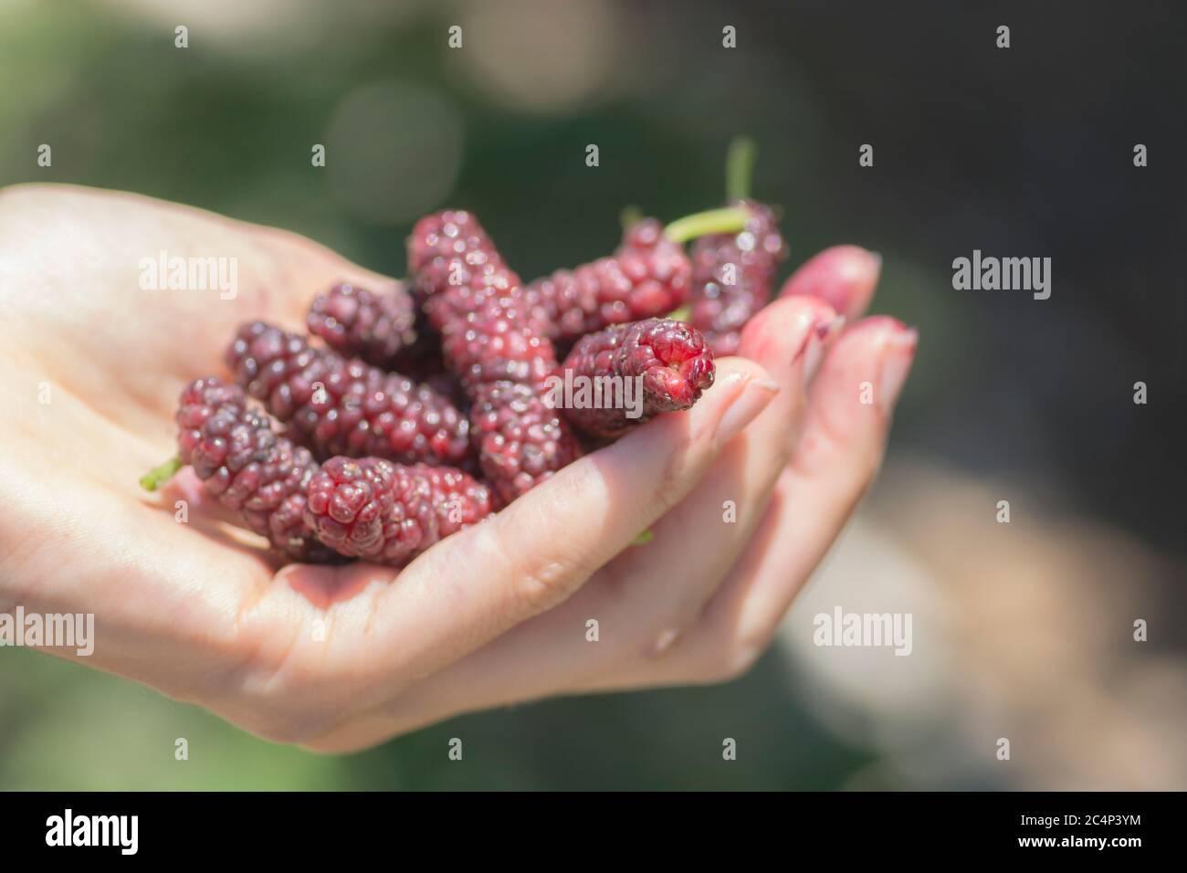 Hand full of Tibetan mulberry (Morus macroura) also known as the Long Mulberry. Golan Heights. Stock Photo