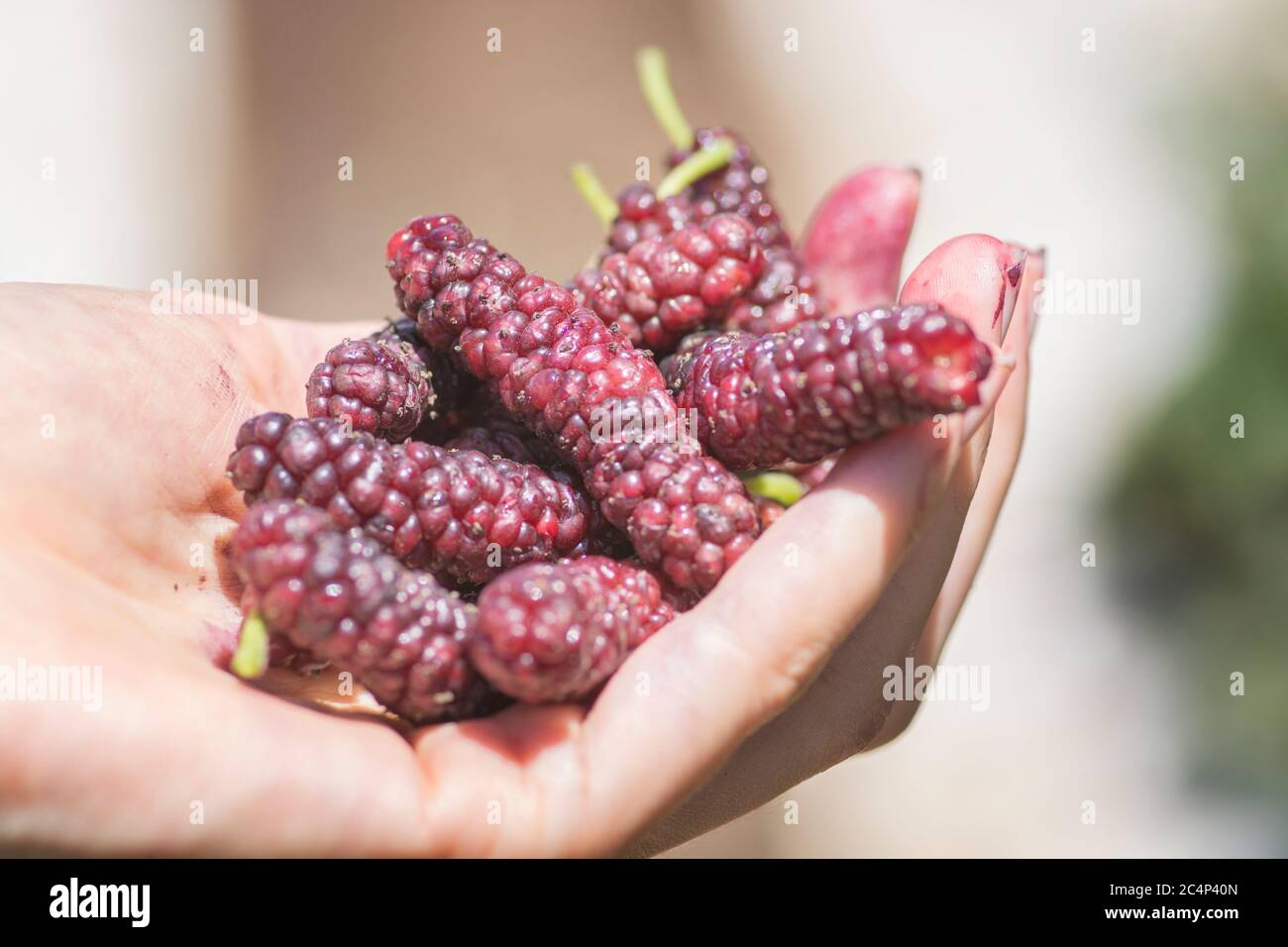 Hand full of Tibetan mulberry (Morus macroura) also known as the Long Mulberry. Golan Heights. Stock Photo