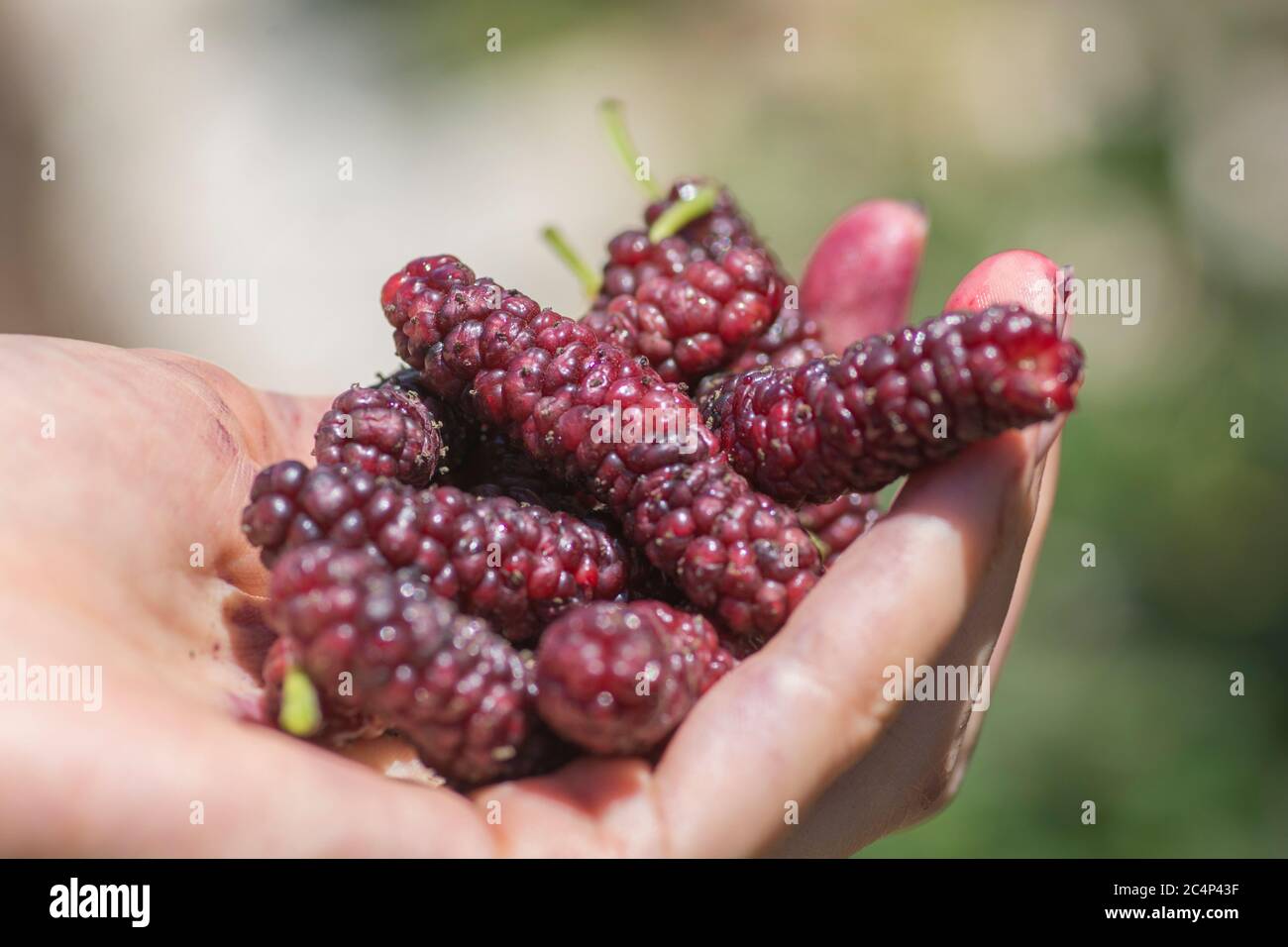 Hand full of Tibetan mulberry (Morus macroura) also known as the Long Mulberry. Golan Heights. Stock Photo