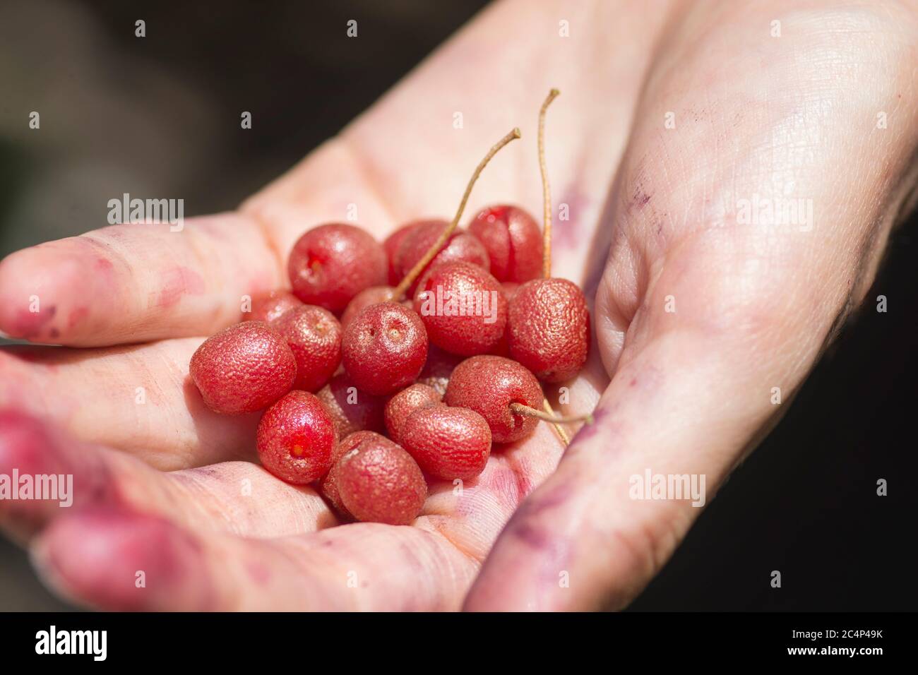Hand full of red Goumi berries (Elaeagnus multiflora), Golan Heights Stock Photo Alamy