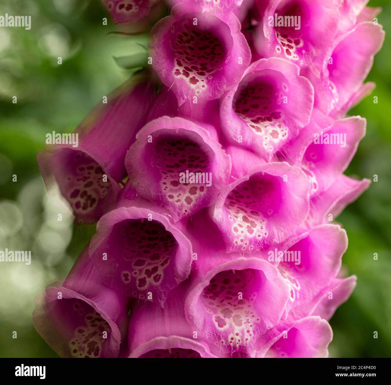 A stack of two images of a part of the flower foxglove, digitalis purpurea, the Netherlands Stock Photo
